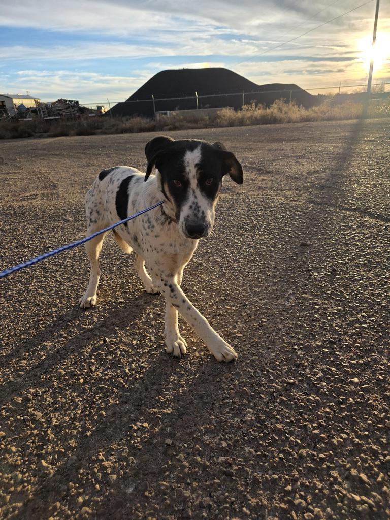 Butterfree, Adoptable, Young Female Hound & Shepherd.