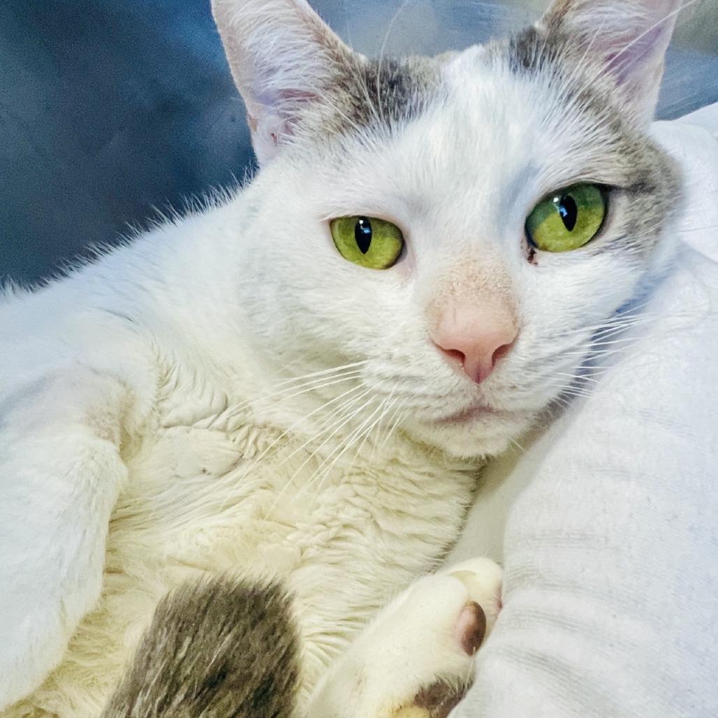 Fred 2026, Adoptable, Adult Male Domestic Short Hair.