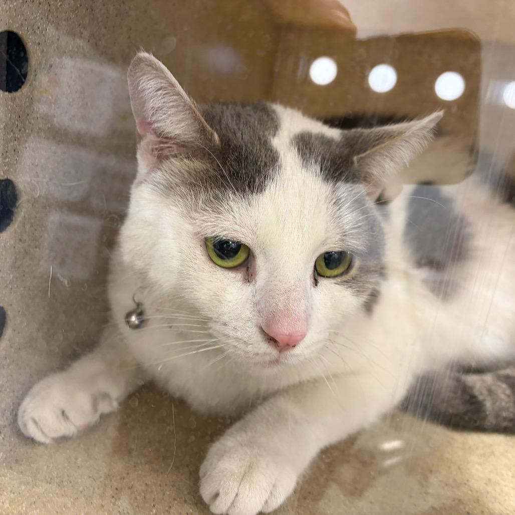 Enlarge Fred 2026, a Adoptable Domestic Short Hair in Bensalem, PA image 2/3