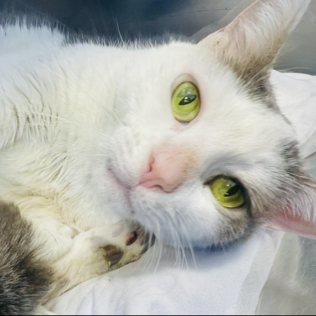 Enlarge Fred 2026, a Adoptable Domestic Short Hair in Bensalem, PA image 3/3