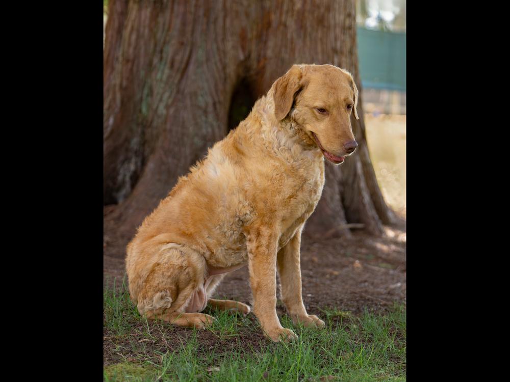 Kona, Adoptable, Senior Female Chesapeake Bay Retriever.