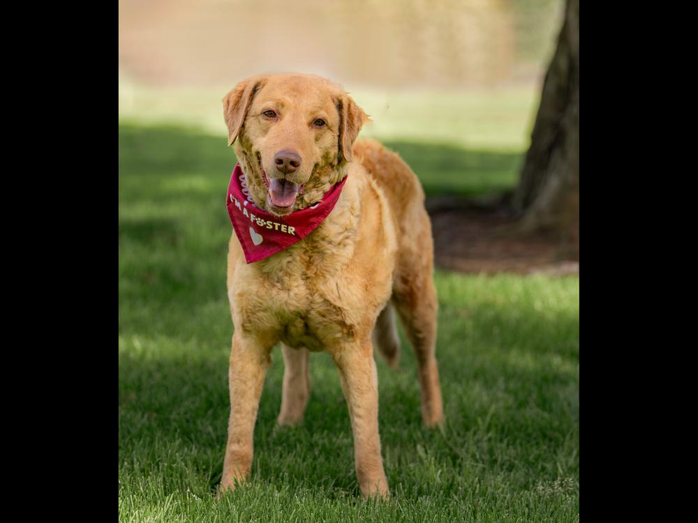 Enlarge Kona, a Adoptable Chesapeake Bay Retriever in Vancouver, WA image 2/3