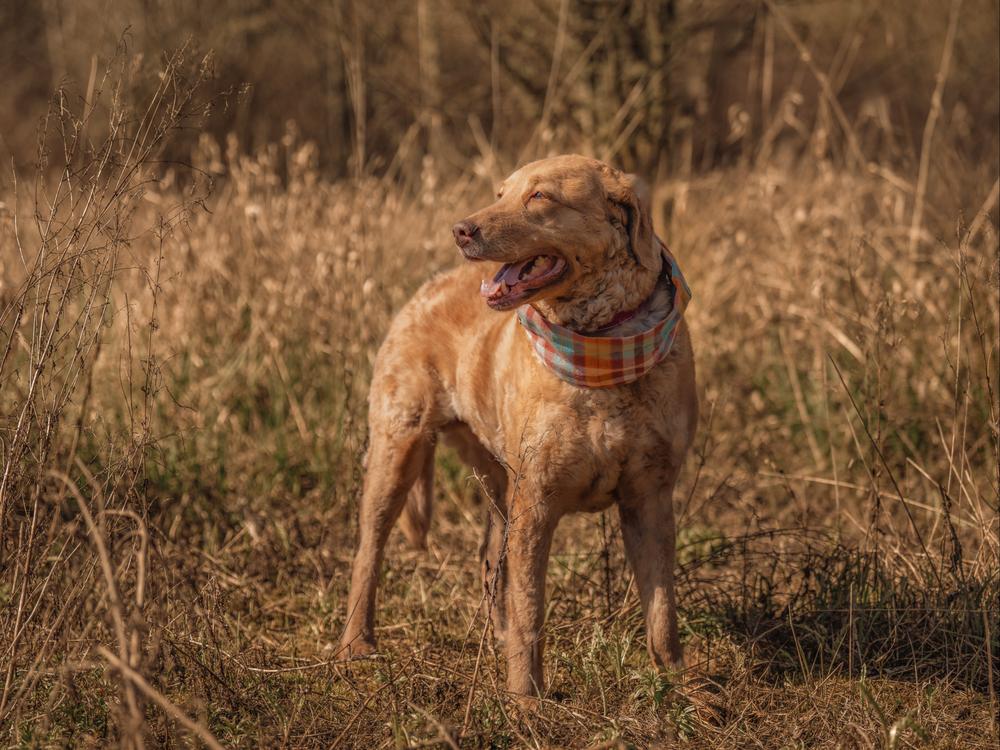 Enlarge Kona, a Adoptable Chesapeake Bay Retriever in Vancouver, WA image 3/3