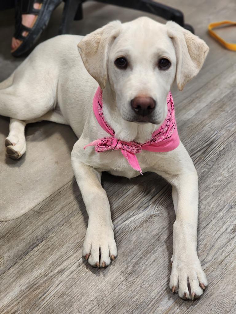 Enlarge Adoption Pending - Snow, a Adoptable Labrador Retriever in Emmett, ID image 1/2