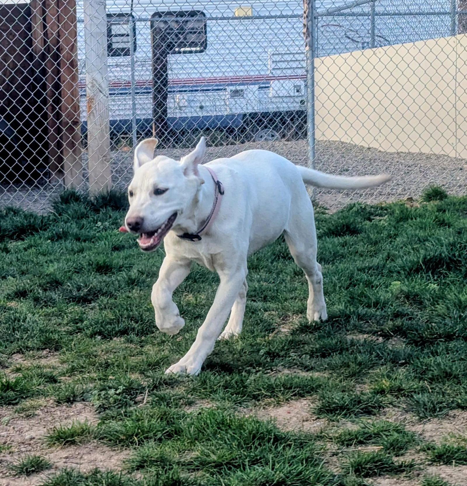 Enlarge Adoption Pending - Snow, a Adoptable Labrador Retriever in Emmett, ID image 2/2