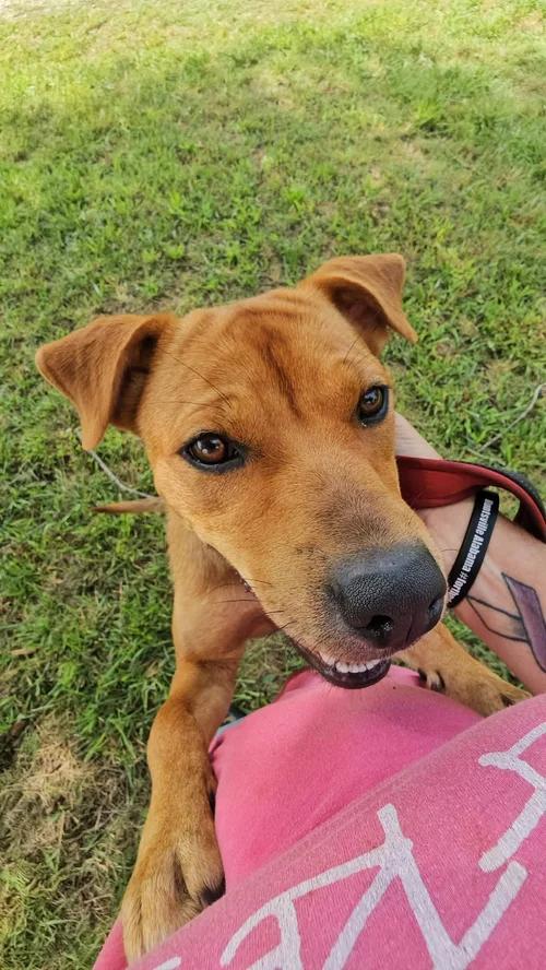 Dolly, a ADOPTABLE mixed breed in Huntsville, AL image 3/6