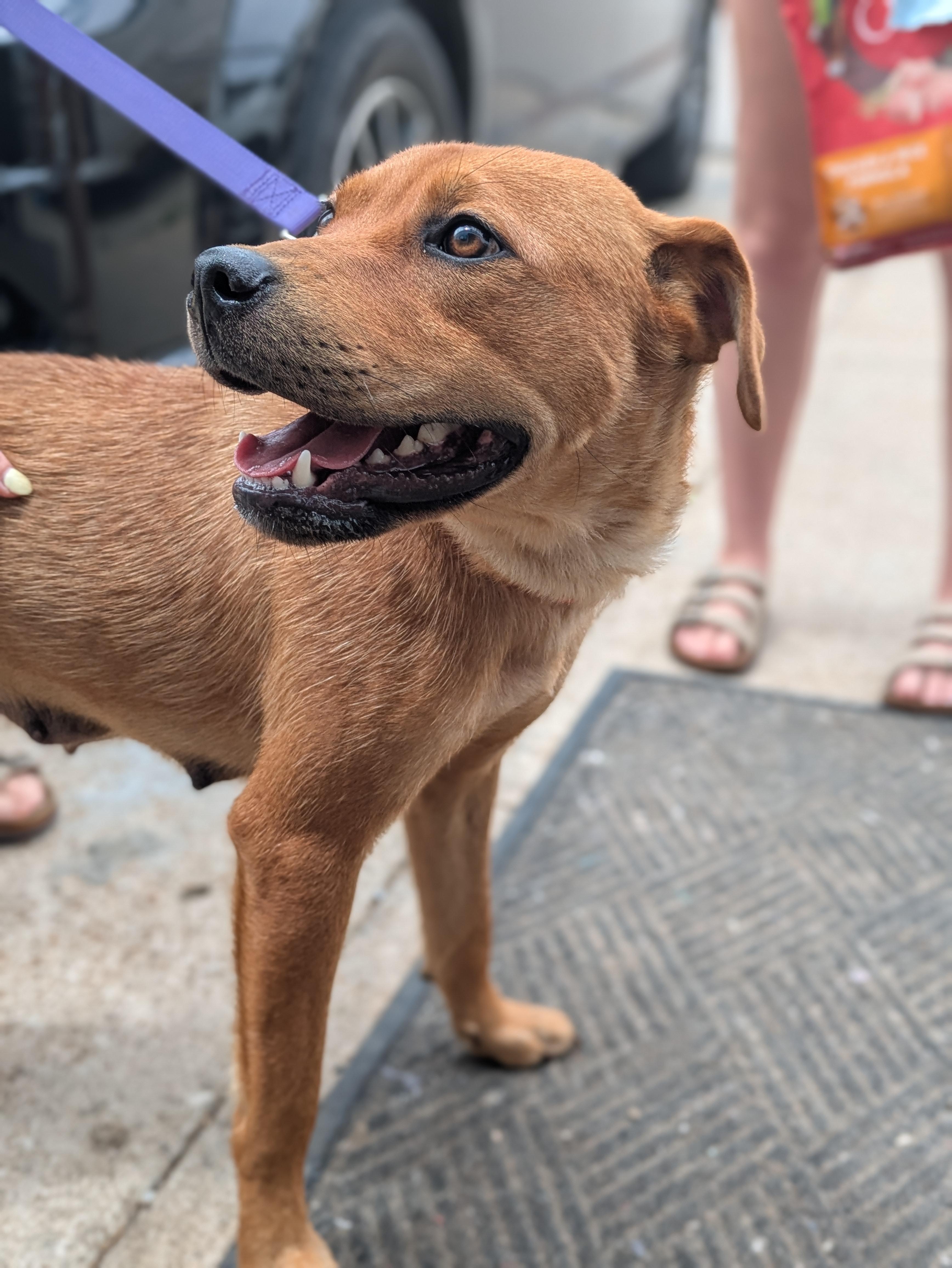 Enlarge Dolly, a ADOPTABLE Mixed Breed in Huntsville, AL image 4/4