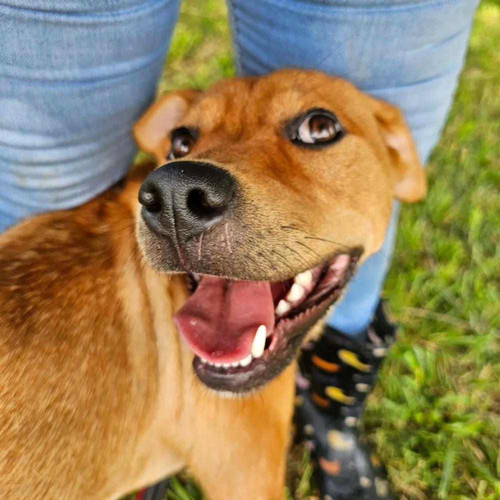 Dolly, a ADOPTABLE mixed breed in Huntsville, AL image 4/6