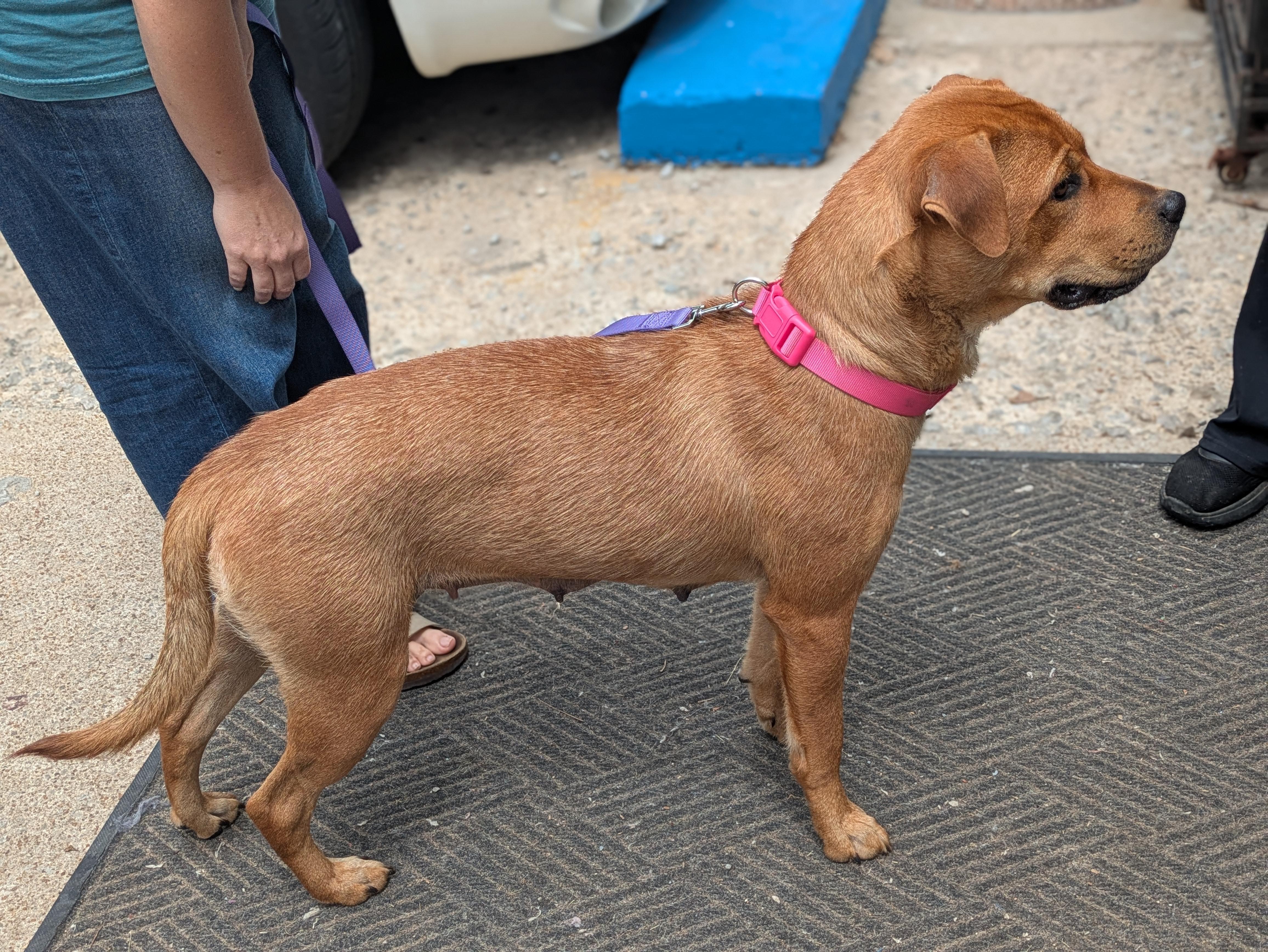 Enlarge Dolly, a ADOPTABLE Mixed Breed in Huntsville, AL image 3/4