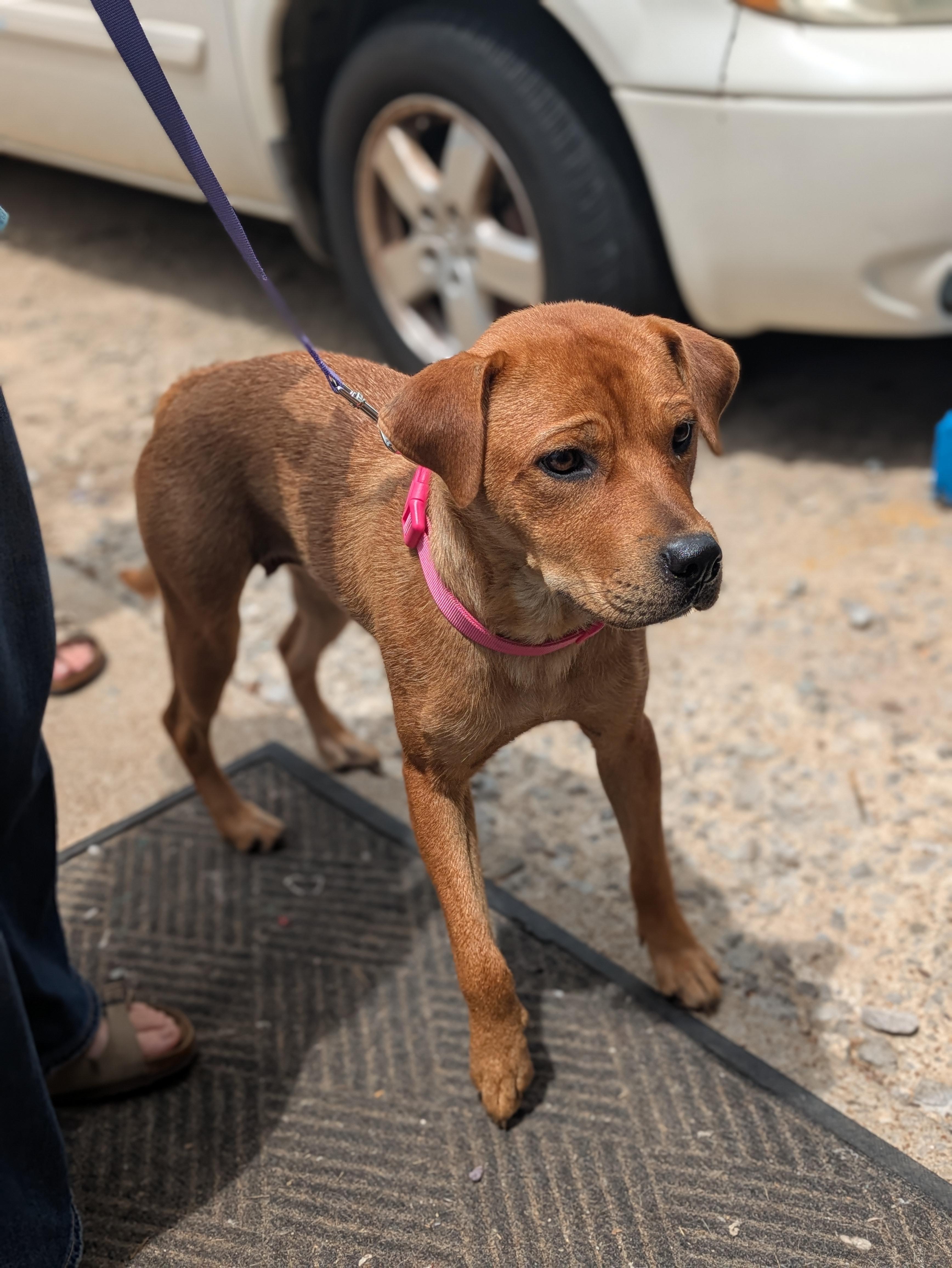 Enlarge Dolly, a ADOPTABLE Mixed Breed in Huntsville, AL image 2/4