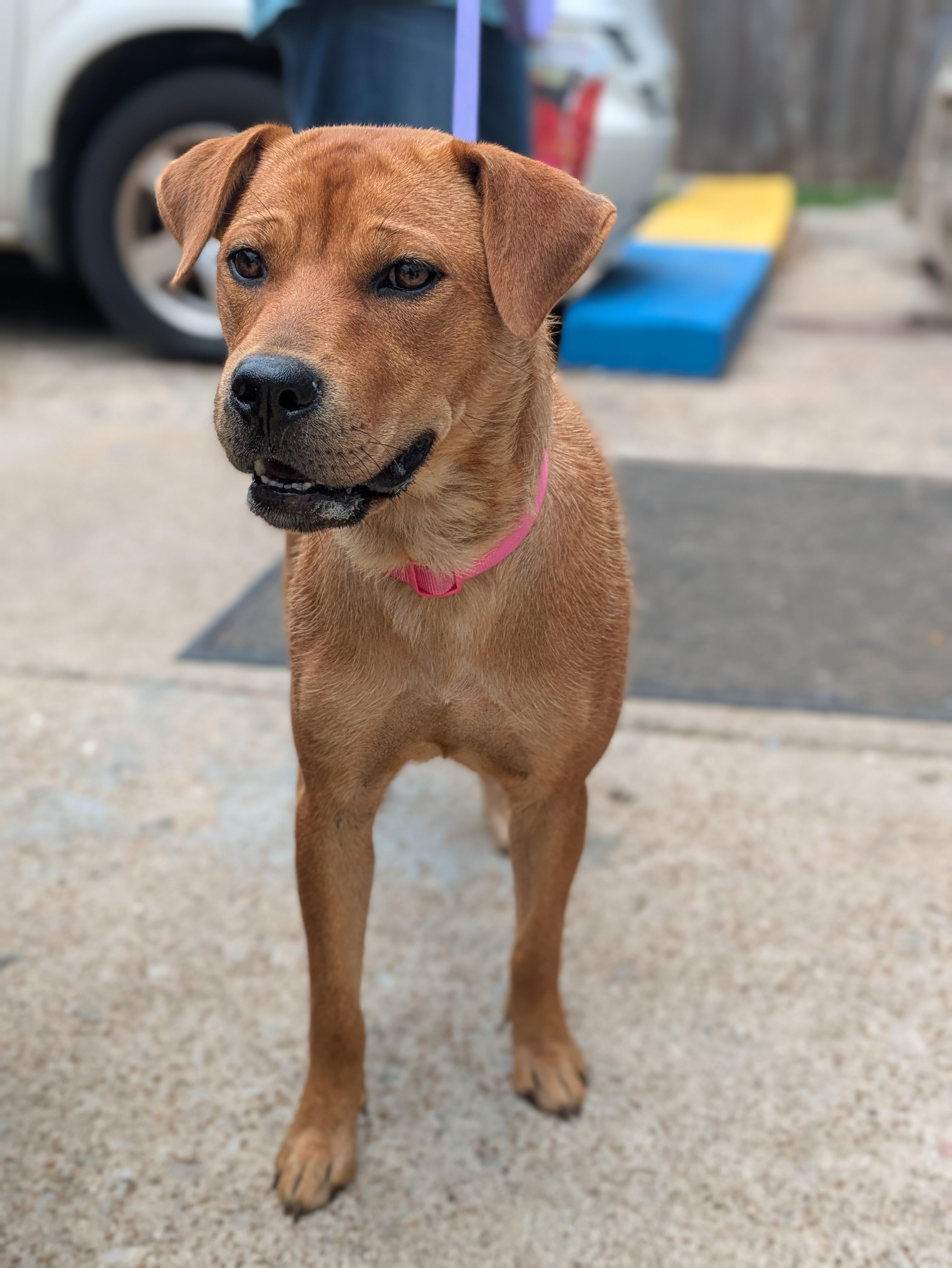 Enlarge Dolly, a ADOPTABLE Mixed Breed in Huntsville, AL image 1/4