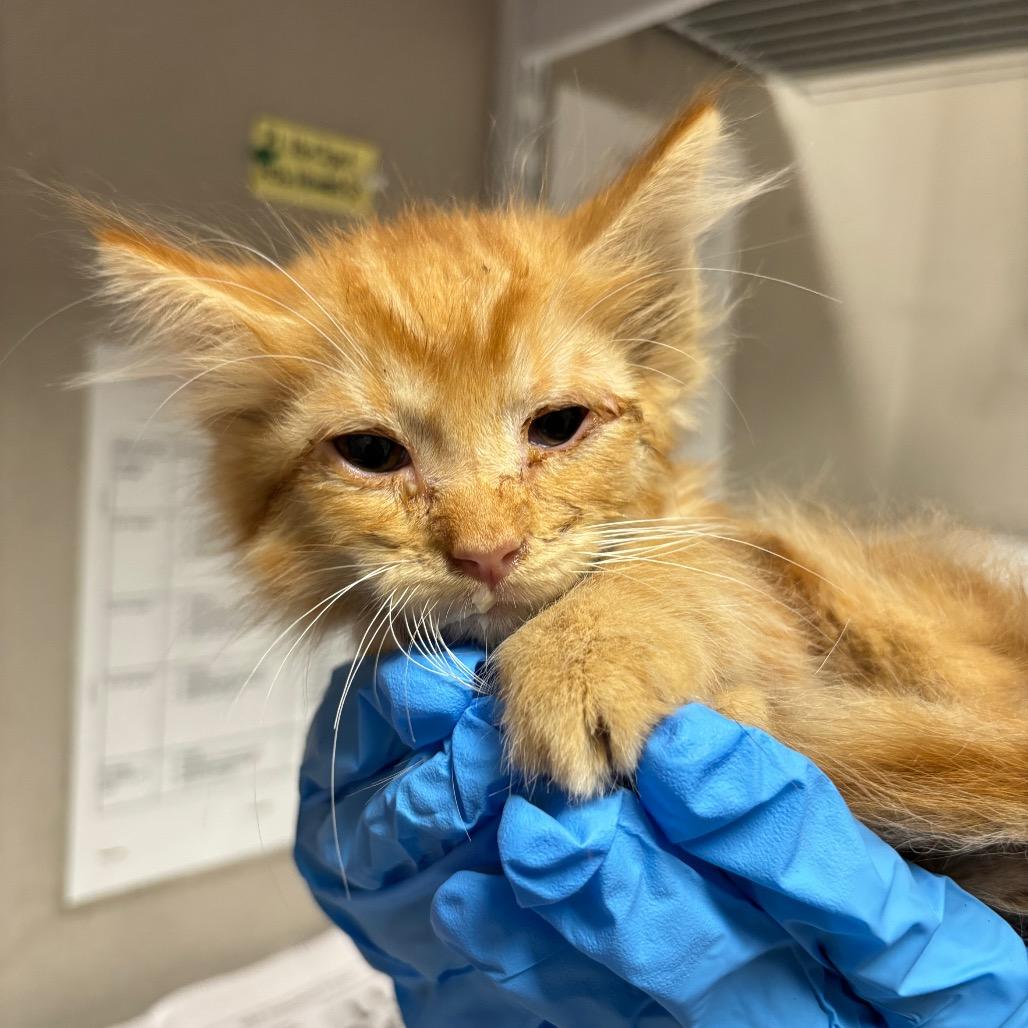 Weasley, Adoptable, Kitten Male Domestic Short Hair.
