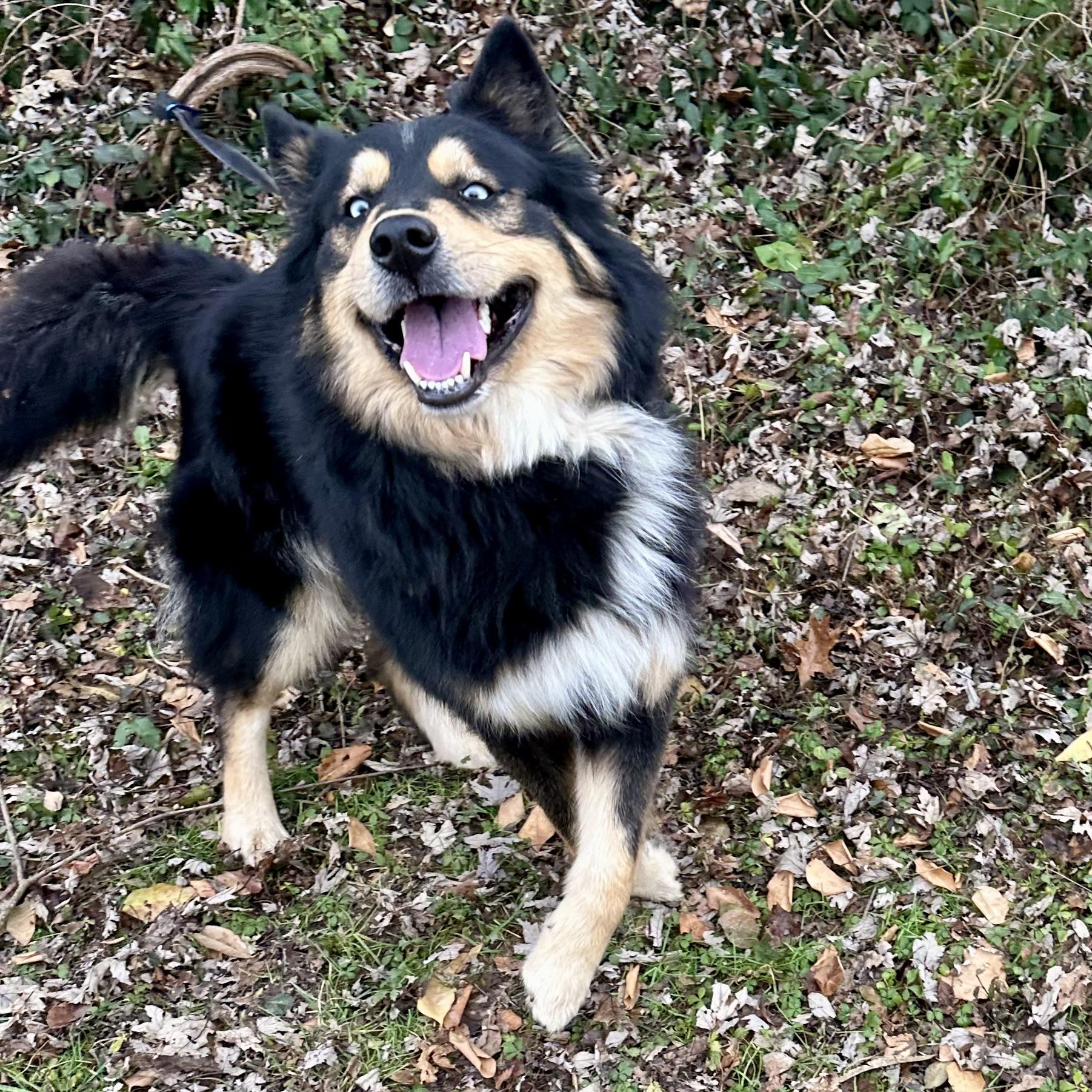 Enlarge Kevin, a ADOPTABLE mixed breed in Maysville, KY image 5/5