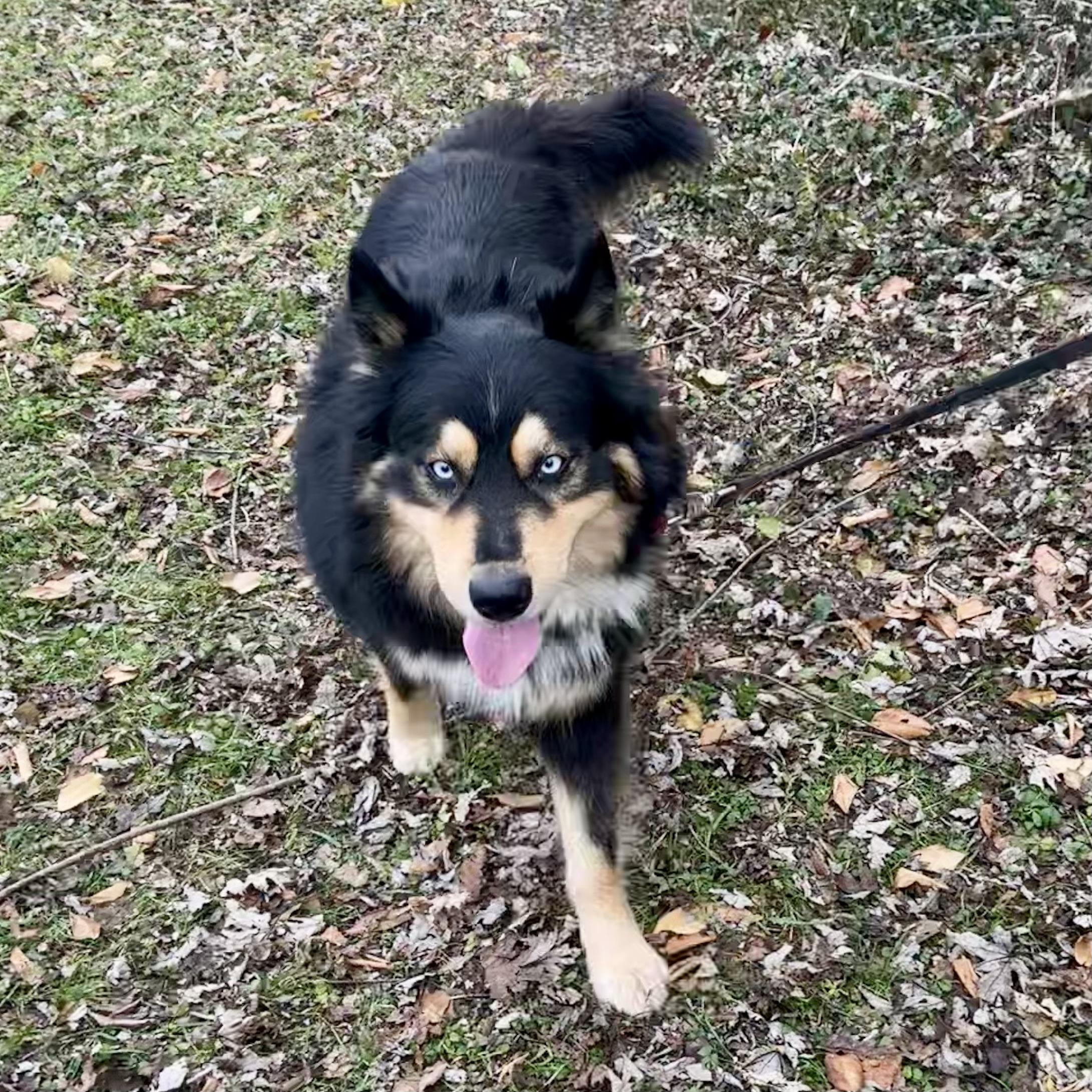 Enlarge Kevin, a ADOPTABLE mixed breed in Maysville, KY image 3/5