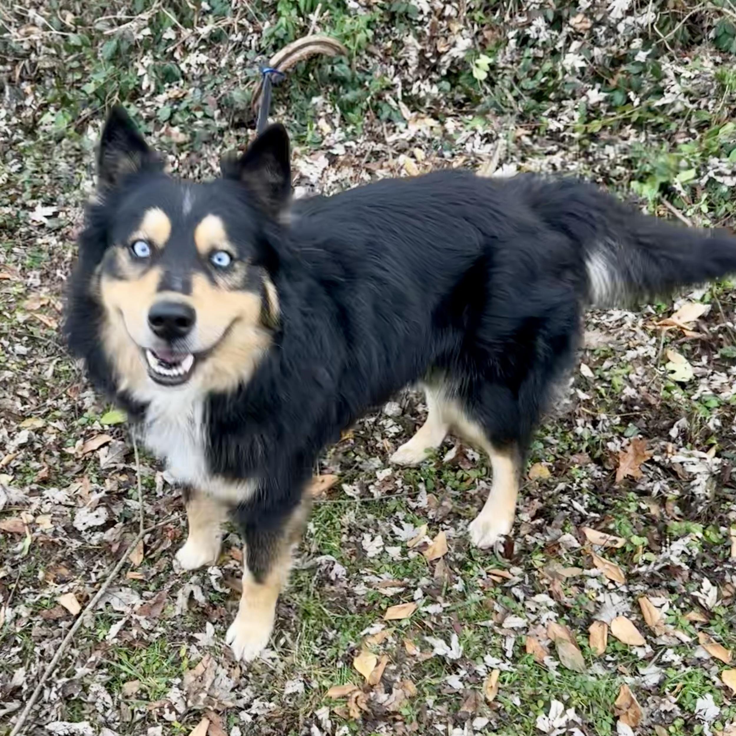 Enlarge Kevin, a ADOPTABLE mixed breed in Maysville, KY image 2/5