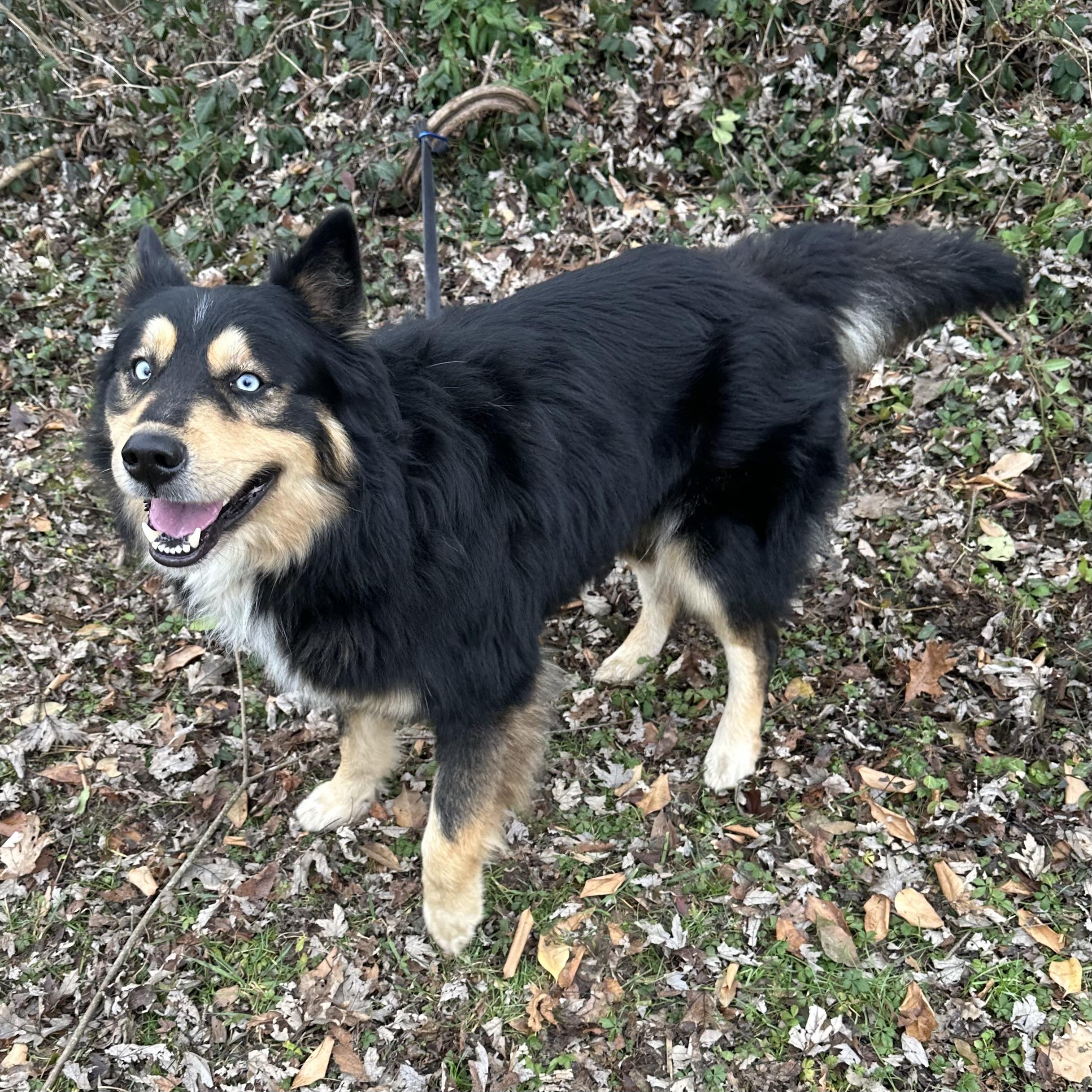 Enlarge Kevin, a ADOPTABLE mixed breed in Maysville, KY image 4/5