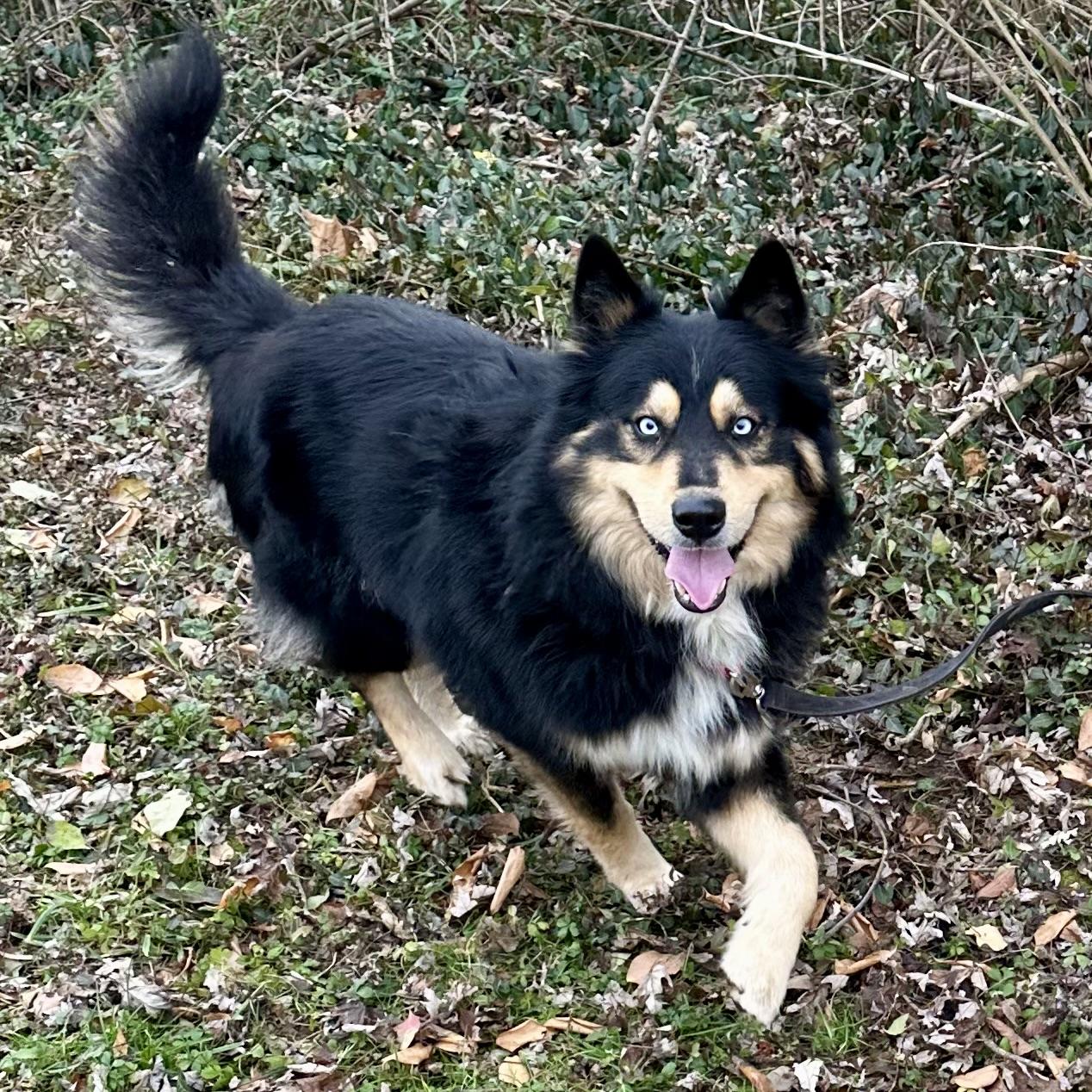 Enlarge Kevin, a ADOPTABLE mixed breed in Maysville, KY image 1/5