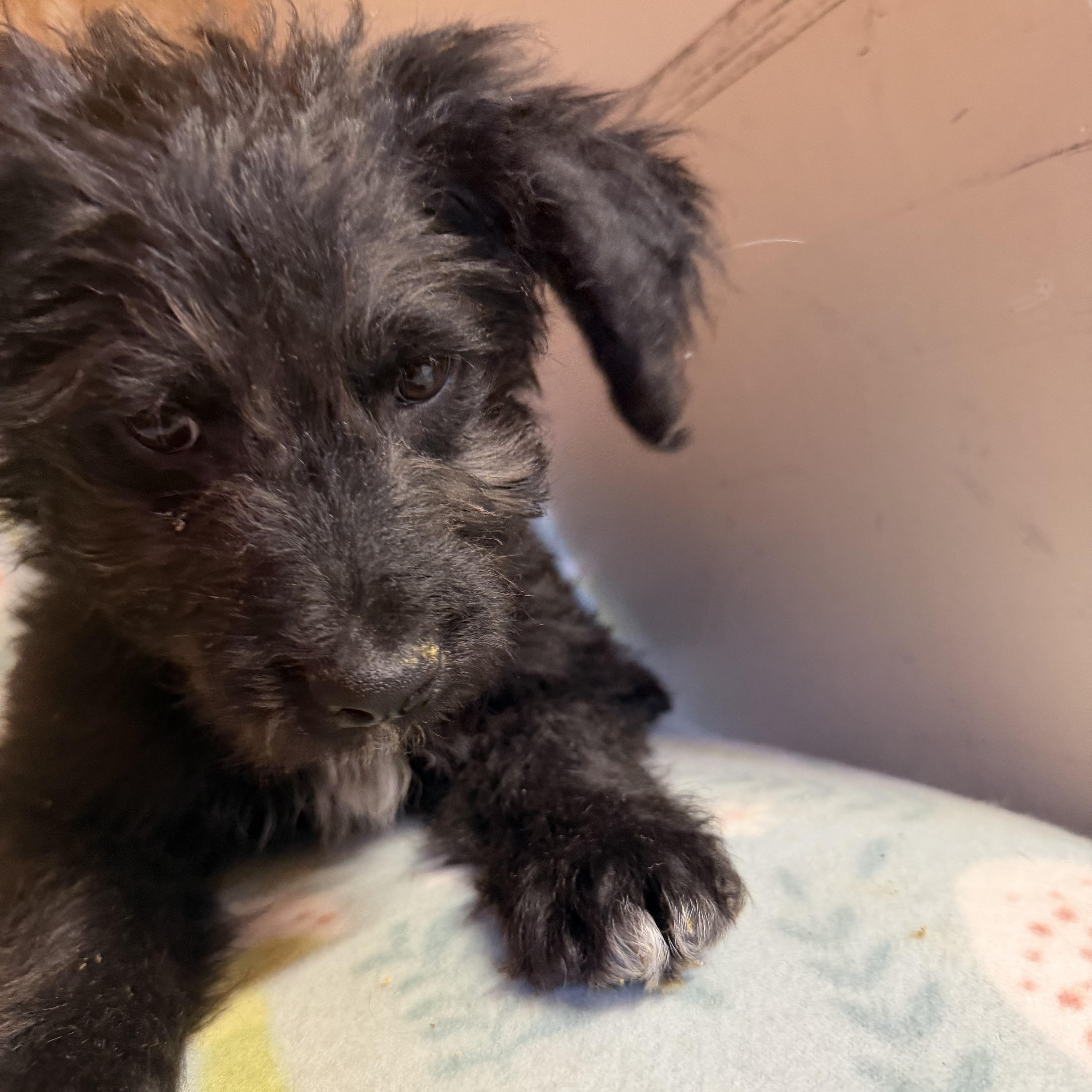 Woody, an adopted mixed breed in Johnston, RI image 3/4