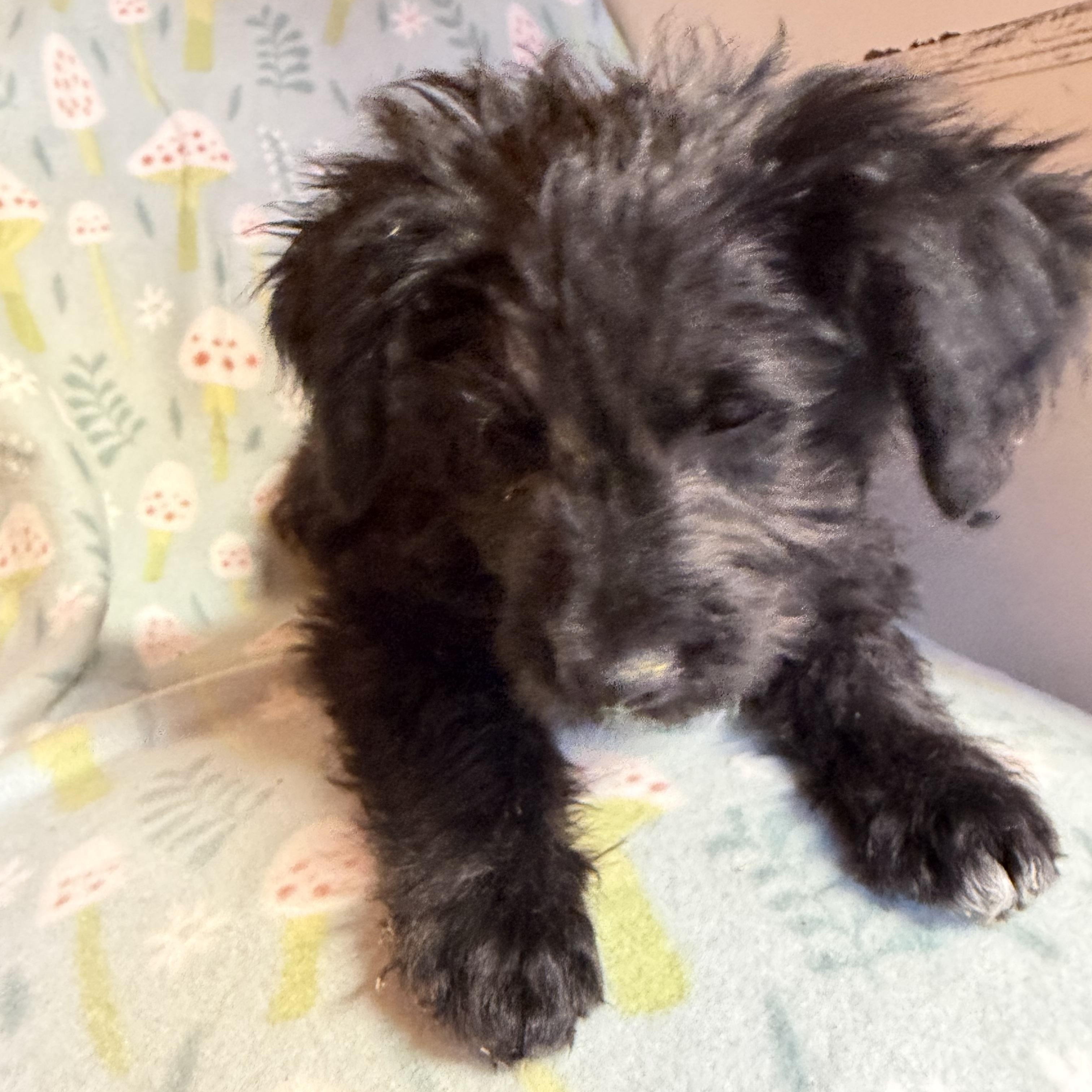 Woody, an adopted mixed breed in Johnston, RI image 2/4