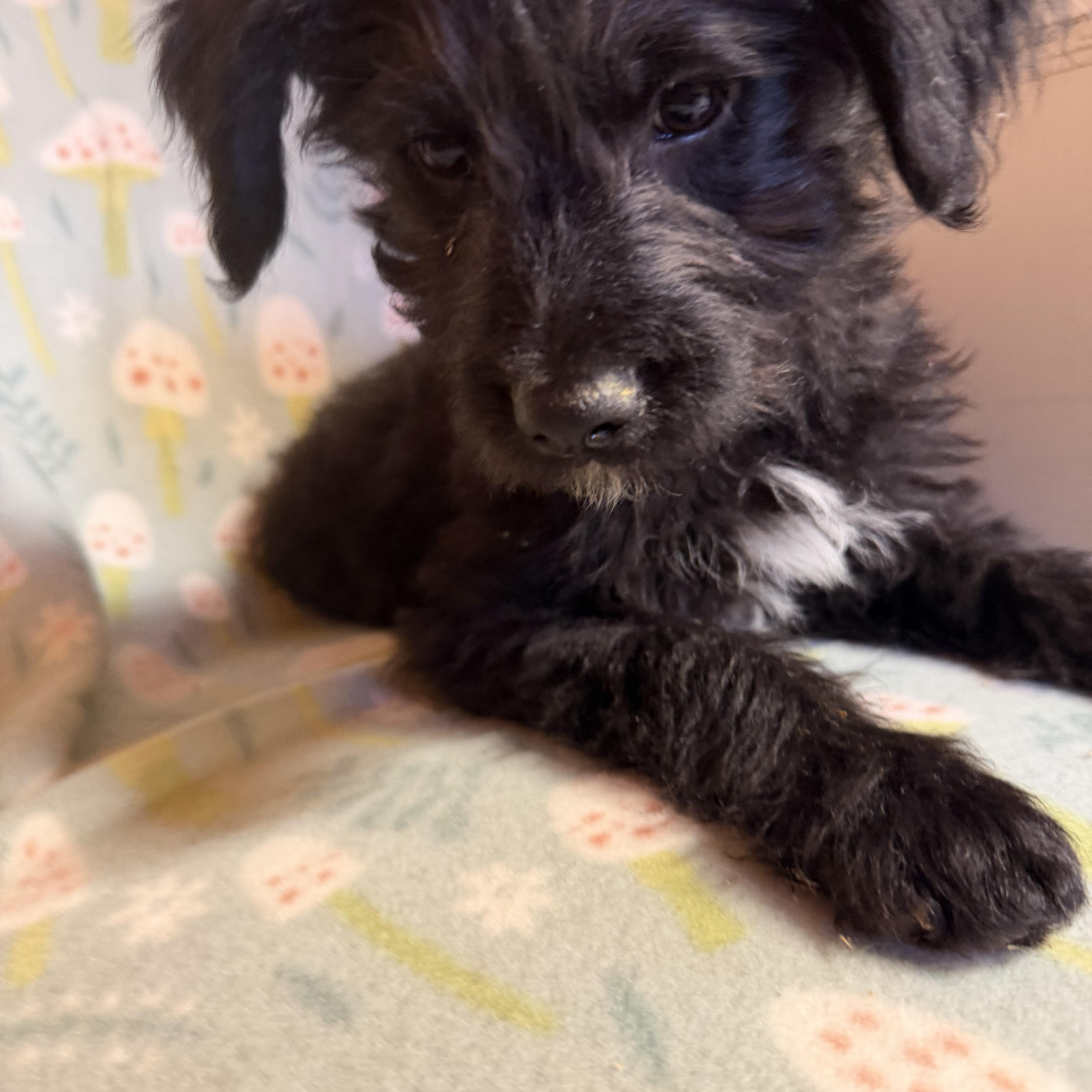 Woody, an adopted mixed breed in Johnston, RI image 4/4