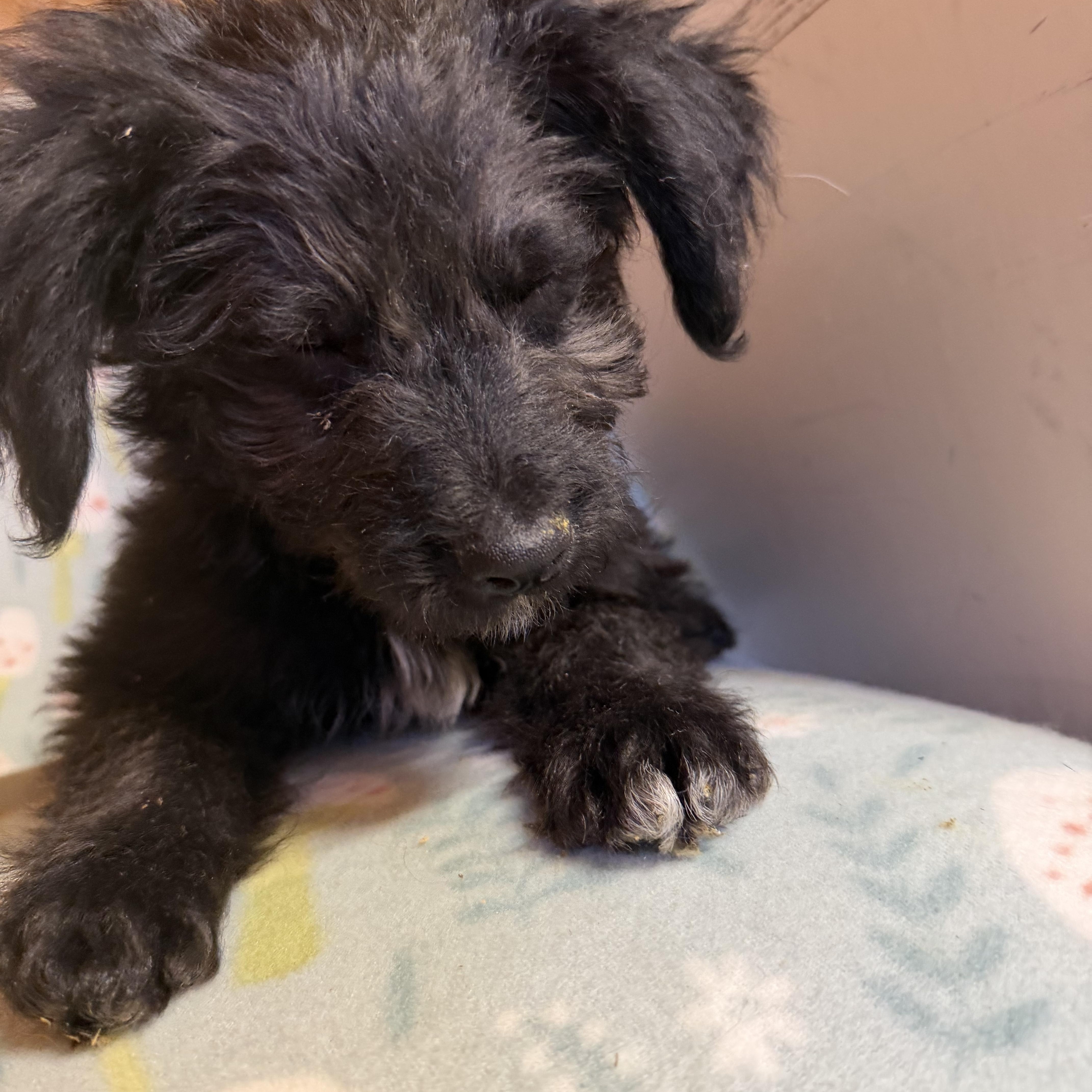 Woody, an adopted mixed breed in Johnston, RI image 1/4