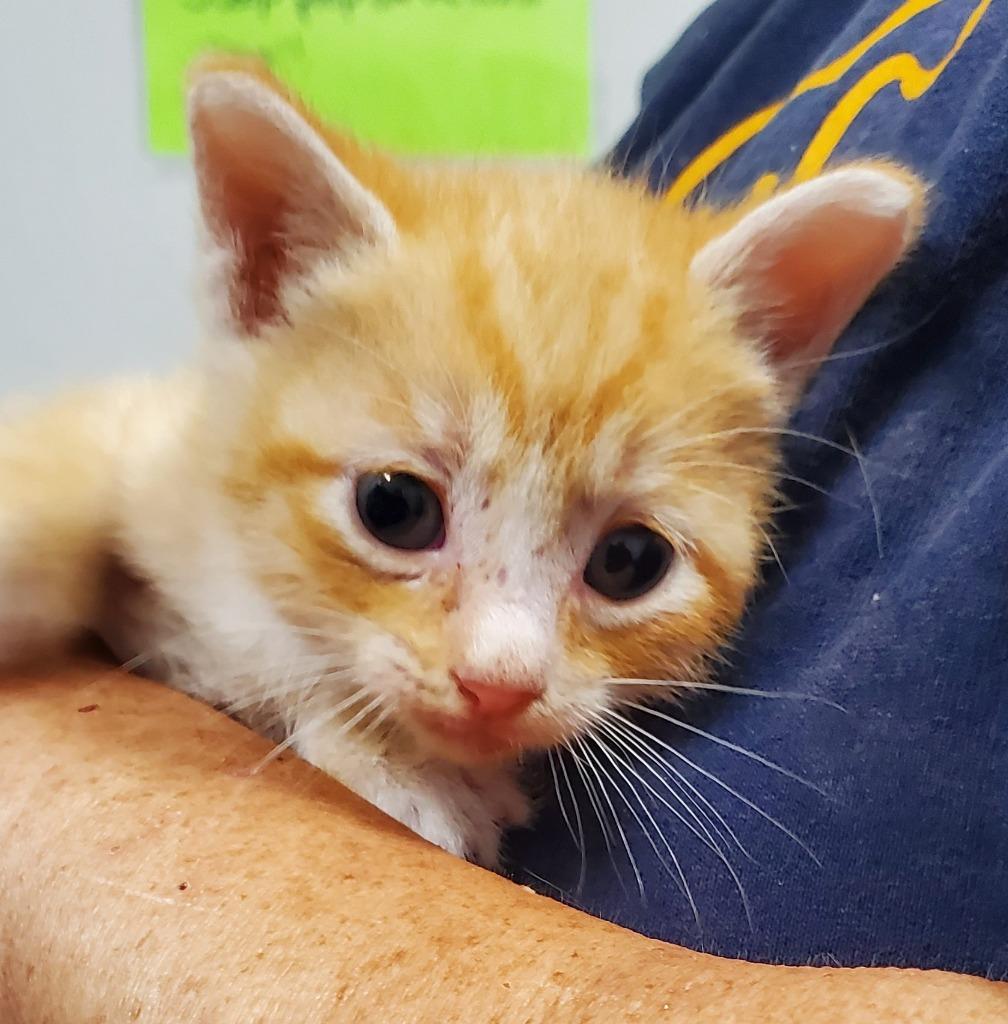 Lily  (RyAnn) (PA), Adopted, Kitten Female Domestic Short Hair.