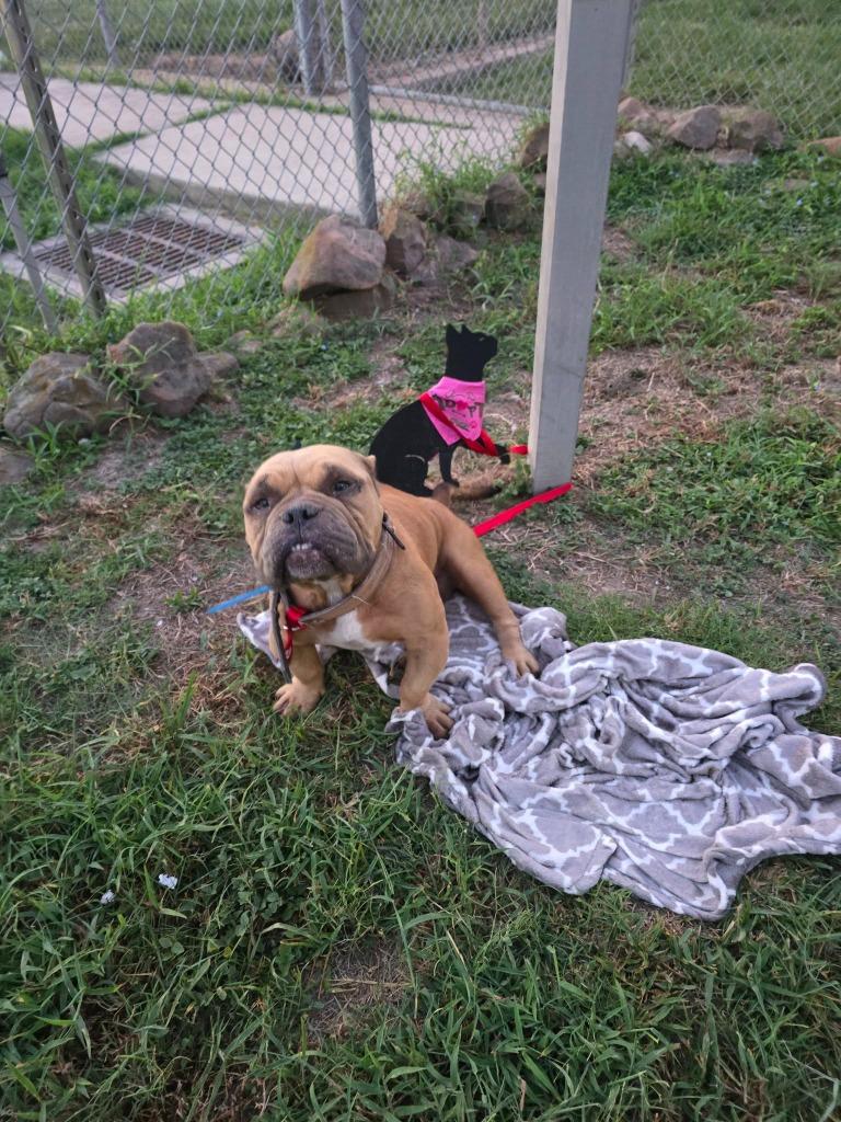 Angel, Adoptable, Young Female Pit Bull Terrier.