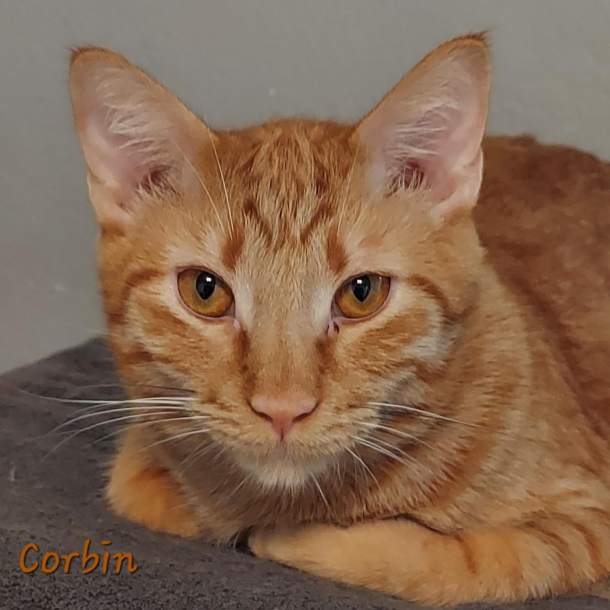 Jack Purrito and Corbin(bonded), a Adoptable Domestic Short Hair in Schertz, TX image 3/5