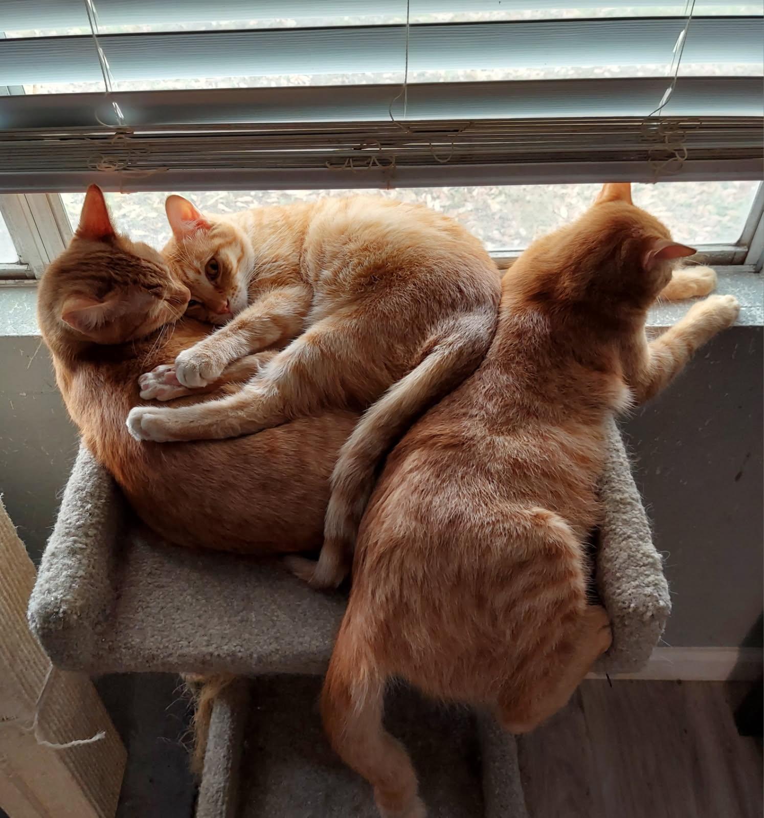 Jack Purrito and Corbin(bonded), Young Male Domestic Short Hair
