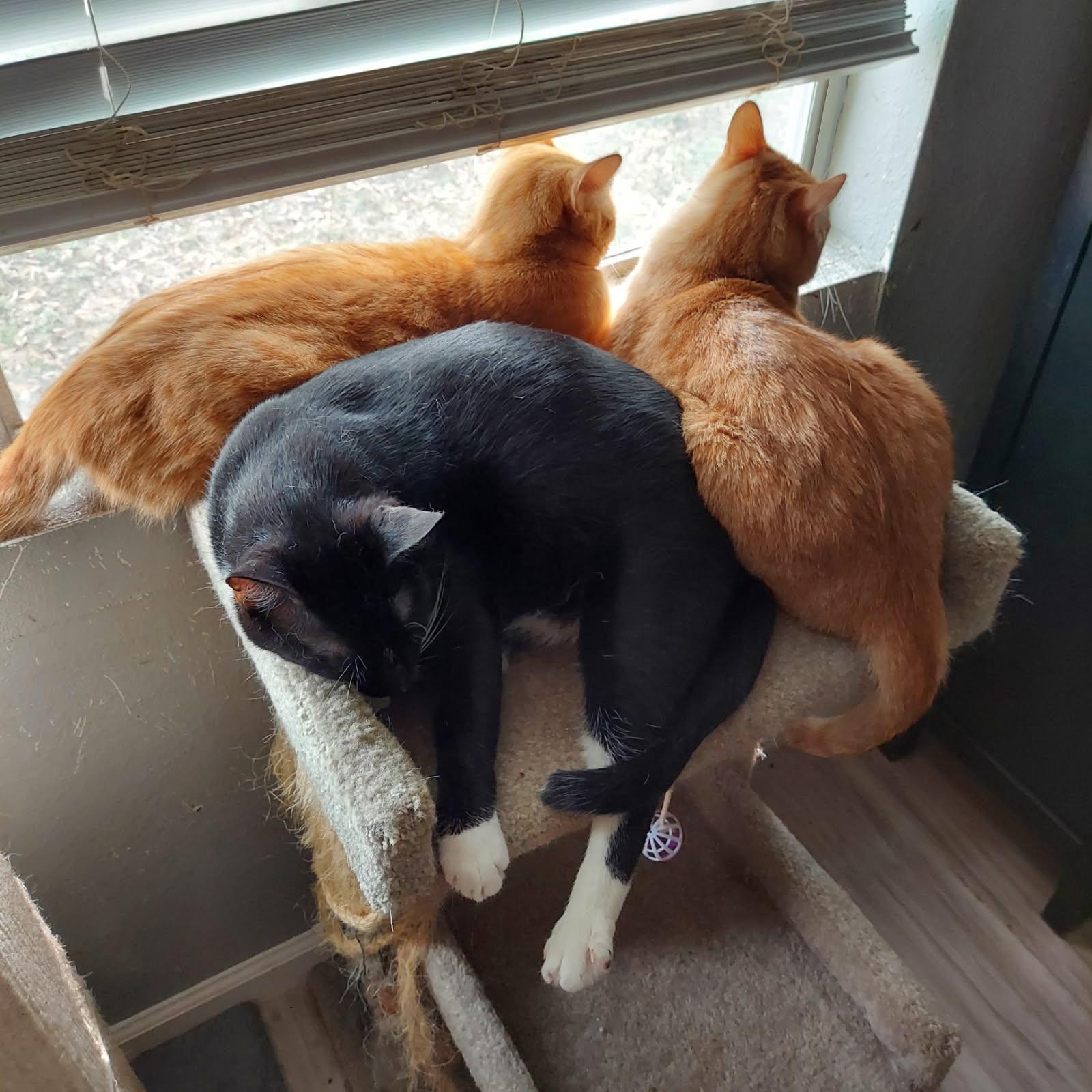 Jack Purrito and Corbin(bonded), a Adoptable Domestic Short Hair in Schertz, TX image 5/5