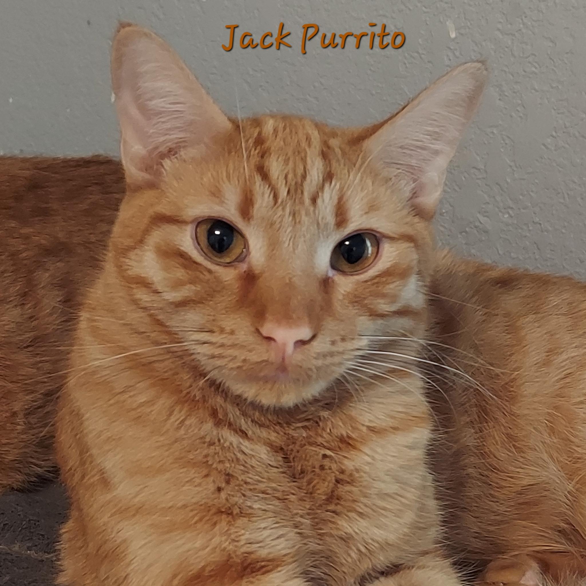 Jack Purrito and Corbin(bonded) photo 5