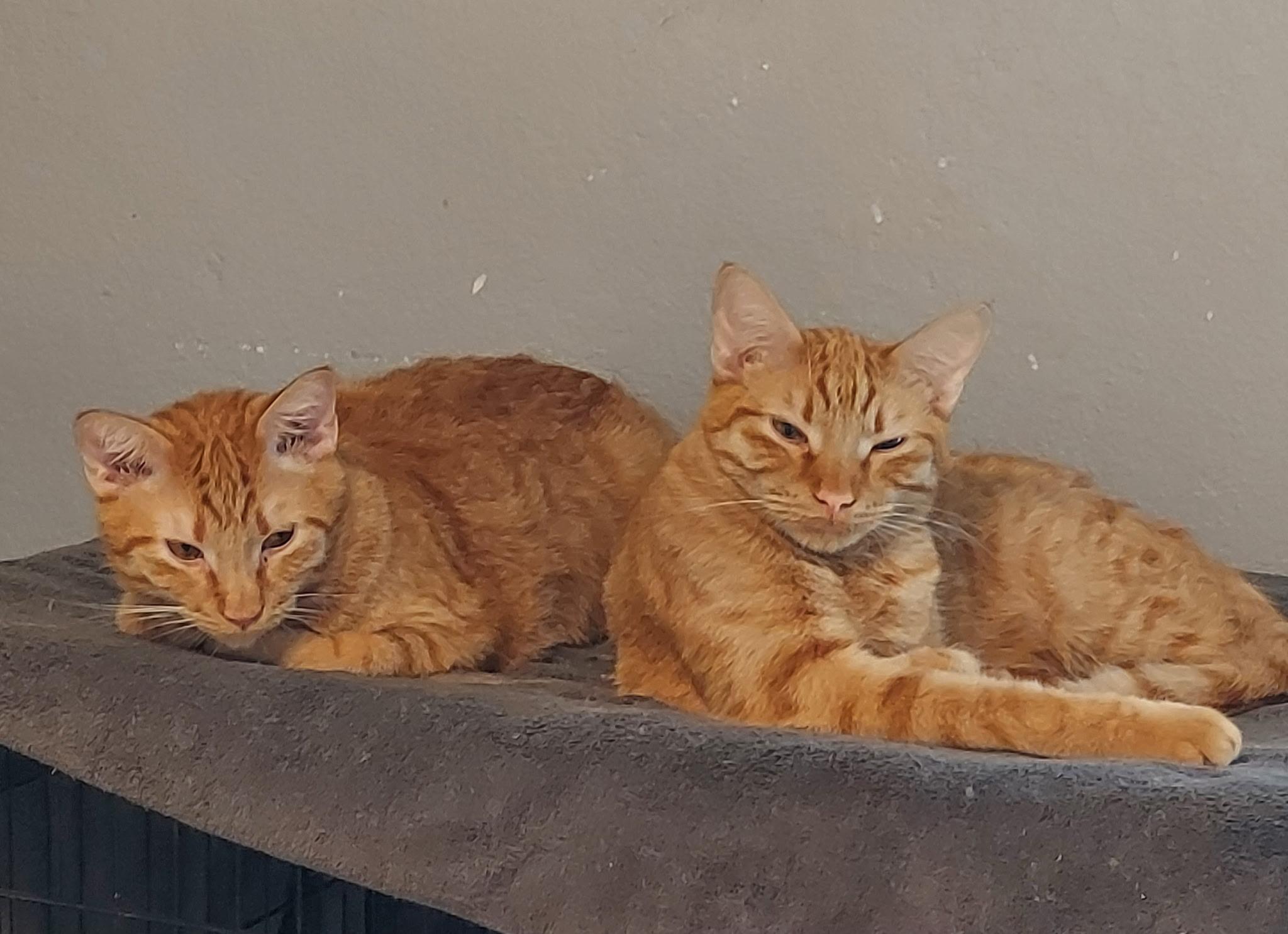Jack Purrito and Corbin(bonded), a Adoptable Domestic Short Hair in Schertz, TX image 1/5