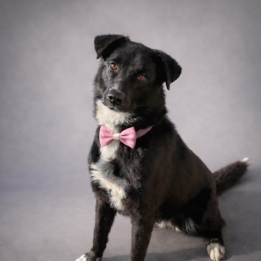 Enlarge Frito Burrito, a Adoptable Border Collie in Belleville, IL image 1/1