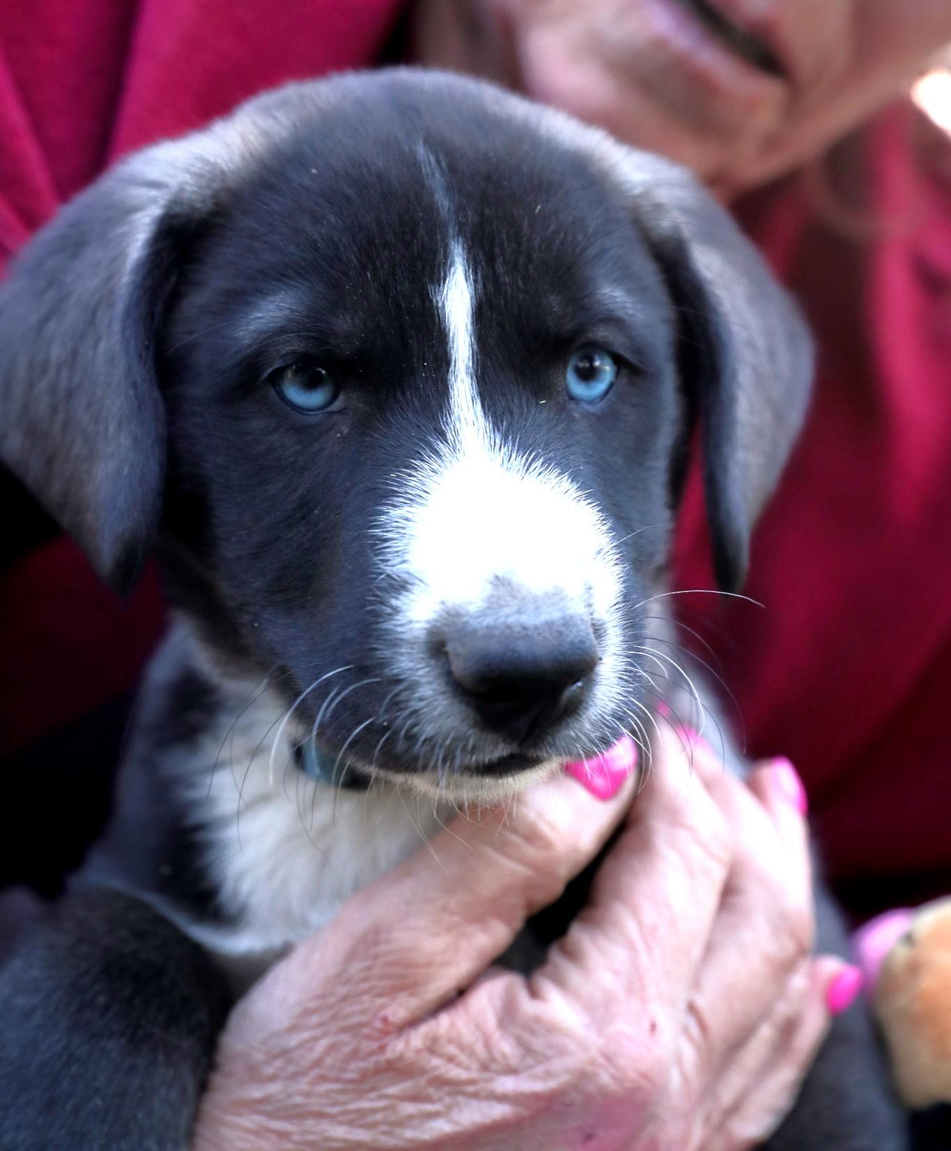 Snowy, Adoptable, Puppy Male Labrador Retriever & Husky.
