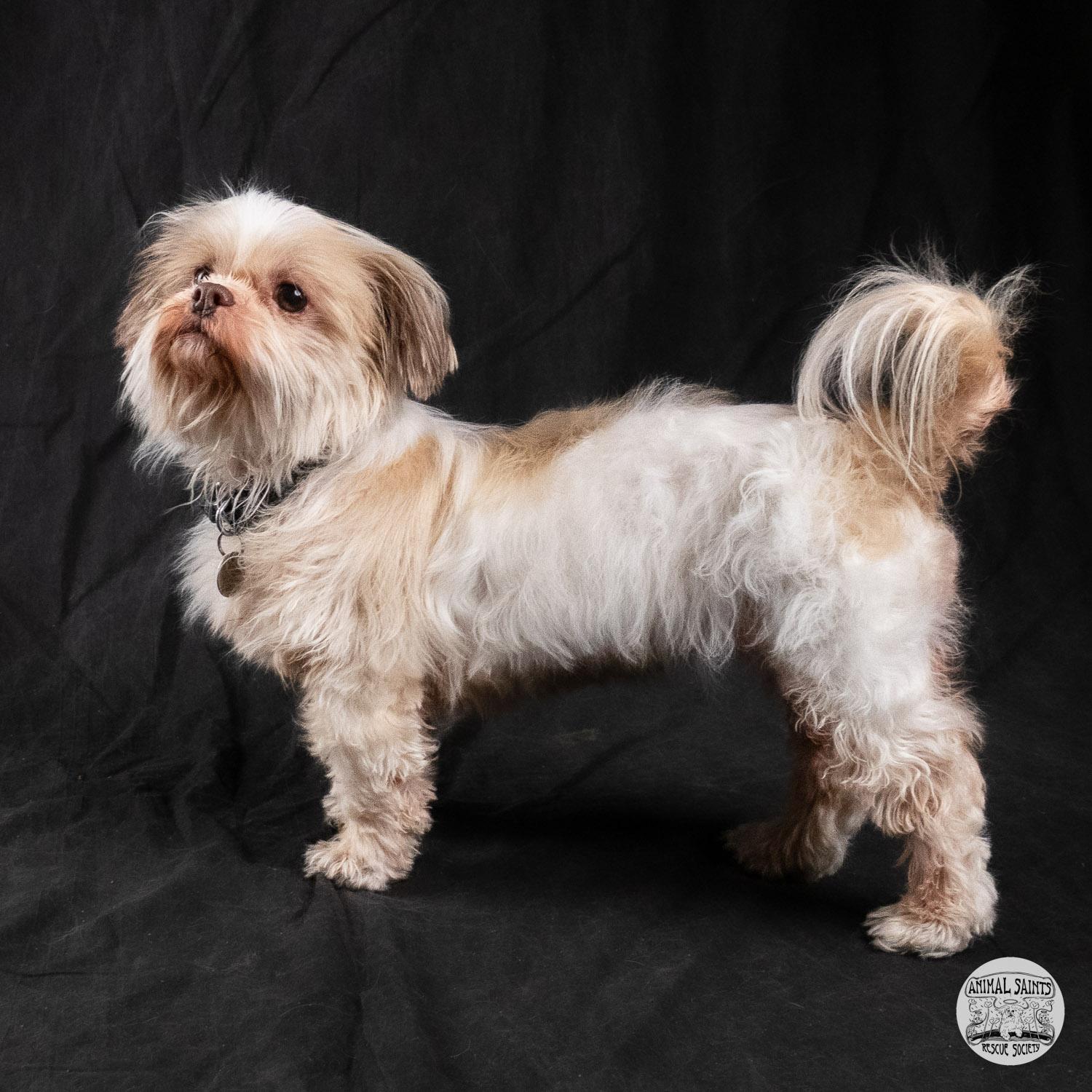 Enlarge Kacey , a ADOPTABLE mixed breed in Fort Montgomery, NY image 3/6