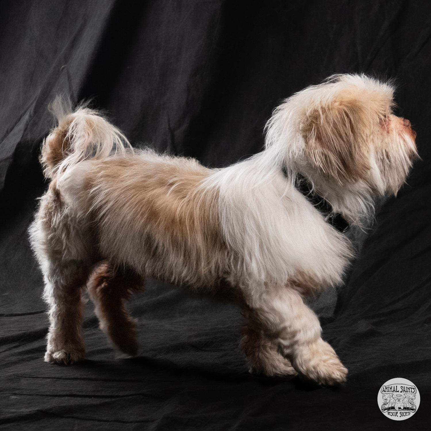 Enlarge Kacey , a ADOPTABLE mixed breed in Fort Montgomery, NY image 4/6