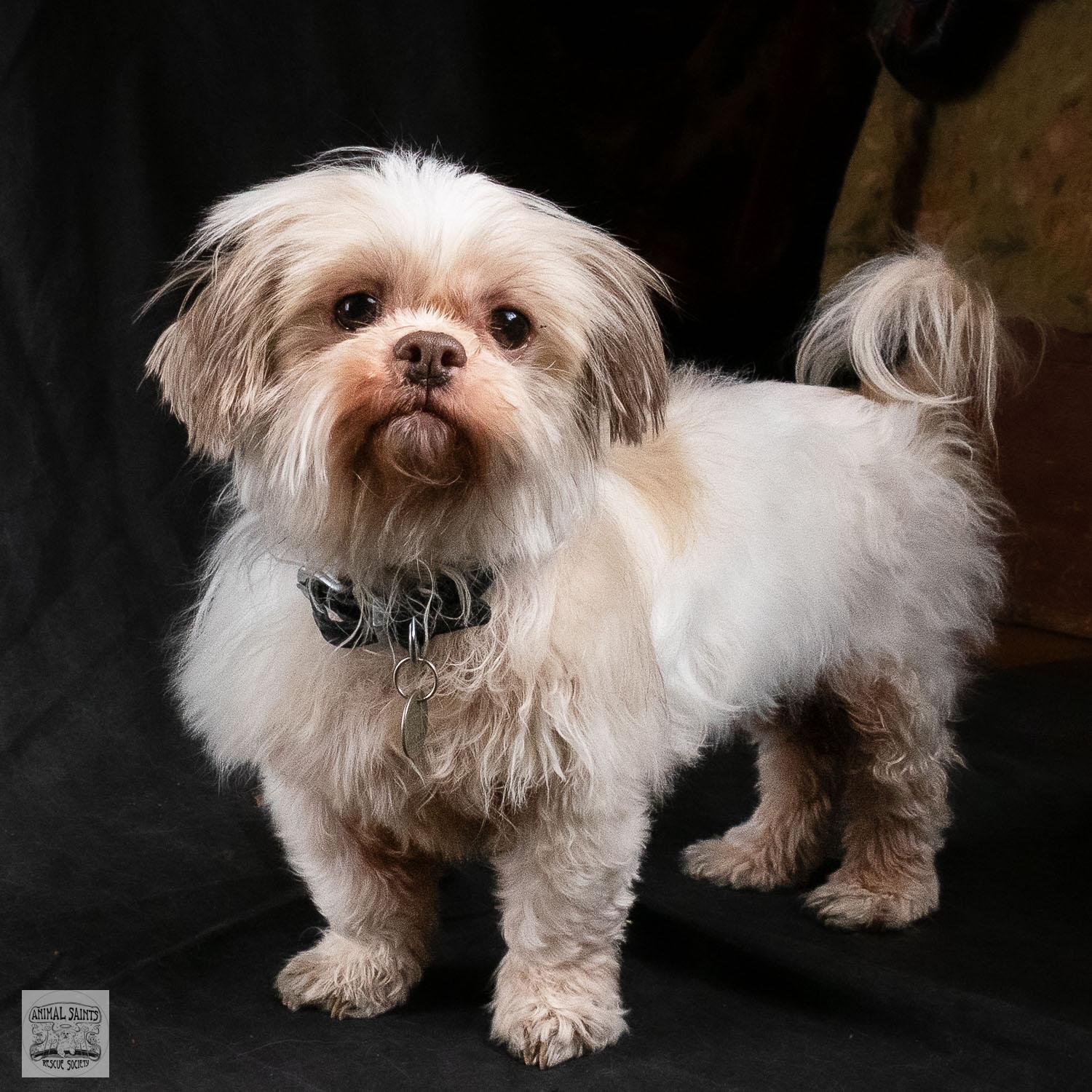Kacey , ADOPTABLE, Adult Female Shih Tzu & Maltese.