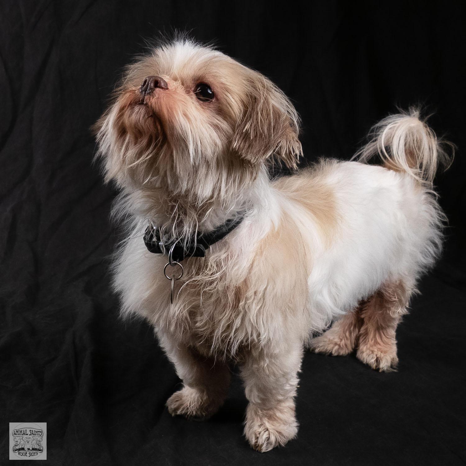 Enlarge Kacey , a ADOPTABLE mixed breed in Fort Montgomery, NY image 5/6