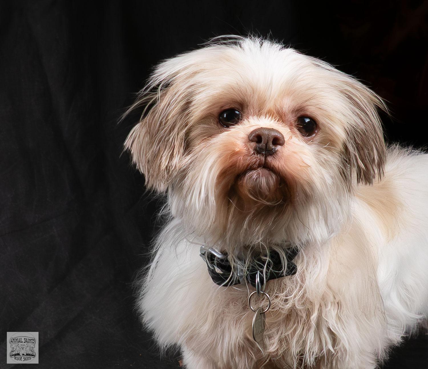 Enlarge Kacey , a ADOPTABLE mixed breed in Fort Montgomery, NY image 2/6