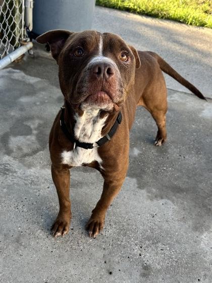 Enlarge Ranger, a Adoptable Mixed Breed in North Myrtle Beach, SC image 6/6