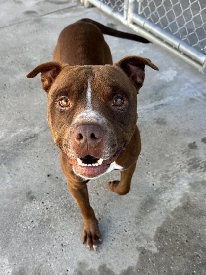 Enlarge Ranger, a Adoptable Mixed Breed in North Myrtle Beach, SC image 5/6