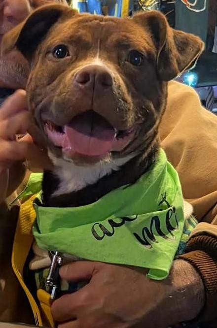 Enlarge Ranger, a Adoptable Mixed Breed in North Myrtle Beach, SC image 3/6