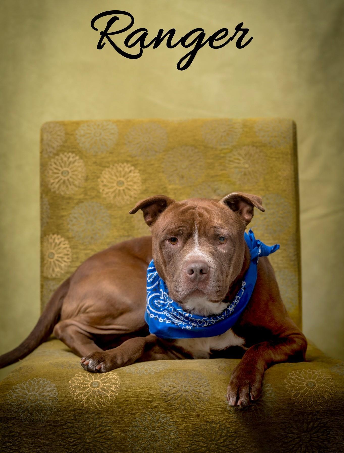 Enlarge Ranger, a Adoptable Mixed Breed in North Myrtle Beach, SC image 2/6