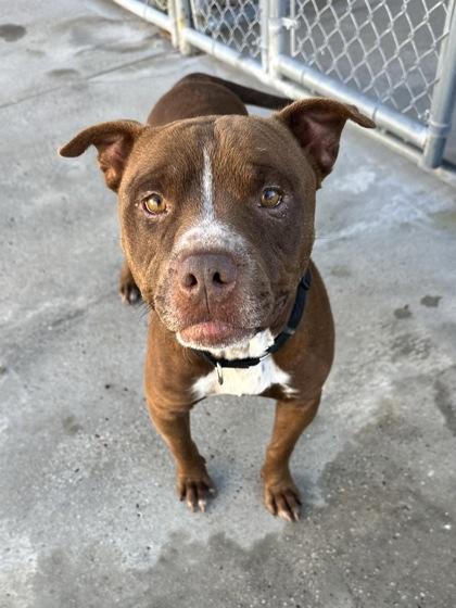Enlarge Ranger, a Adoptable Mixed Breed in North Myrtle Beach, SC image 4/6