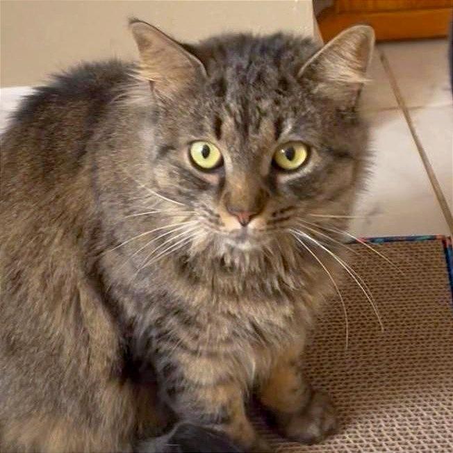 Enlarge Shakira, a Adoptable Domestic Long Hair in Providence, RI image 1/1