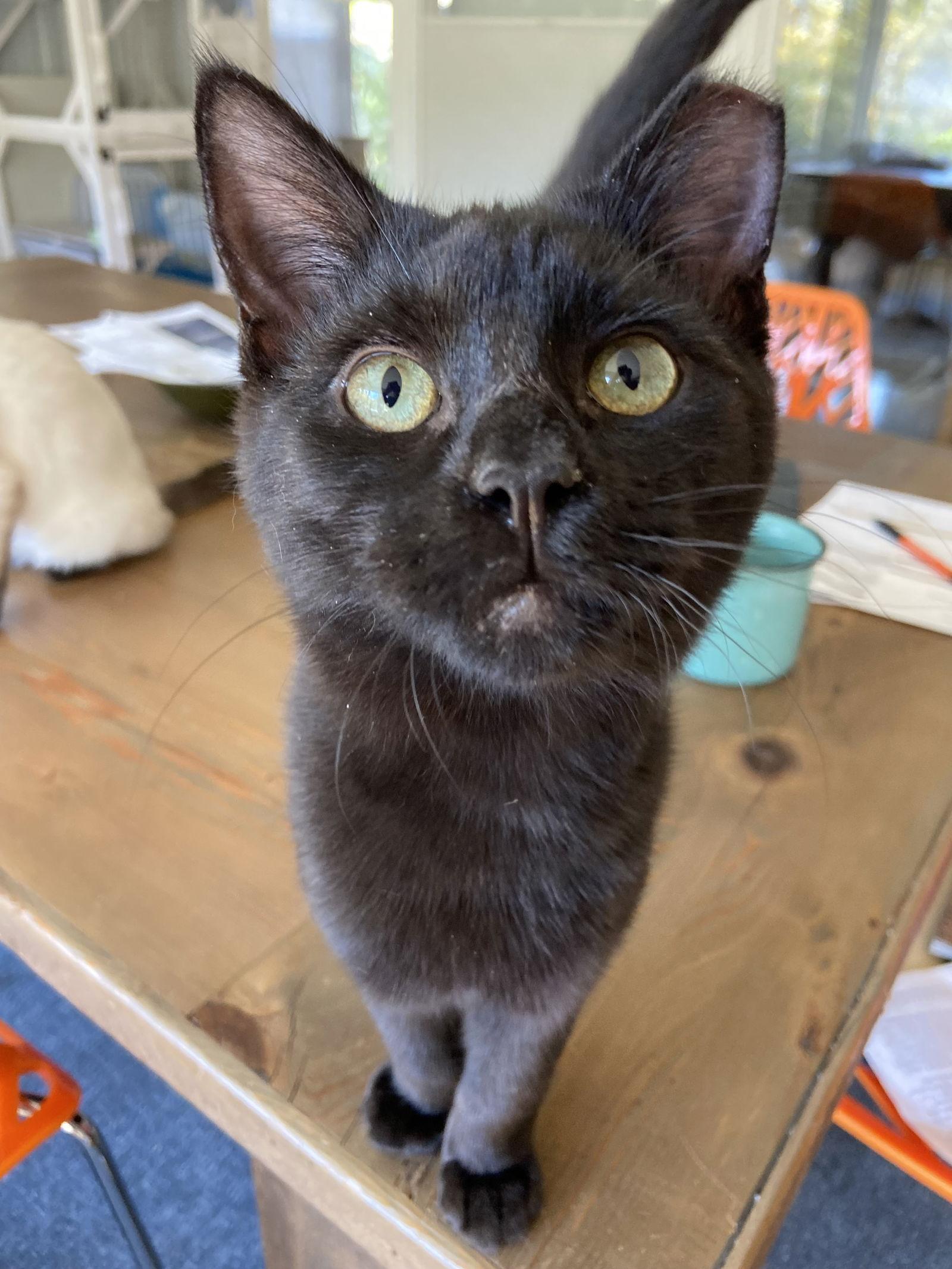 Enlarge Dobby - KITTEN in foster, a Adoptable Domestic Short Hair in Alexandria, VA image 1/3