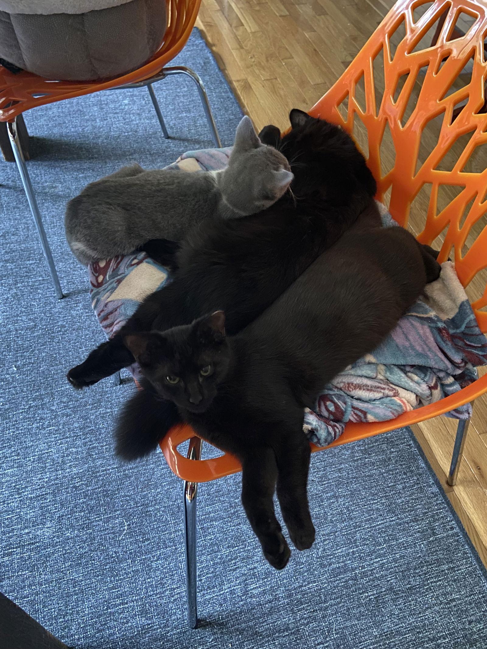 Enlarge Dobby - KITTEN in foster, a Adoptable Domestic Short Hair in Alexandria, VA image 2/3