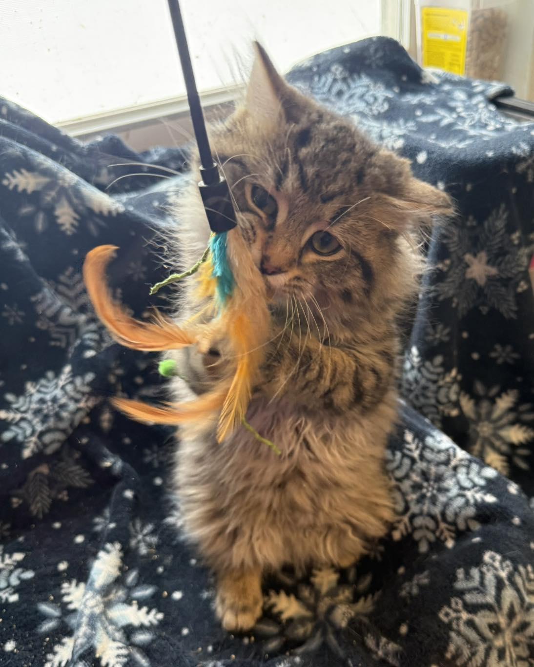 Enys, ADOPTABLE, Kitten Male Domestic Long Hair.