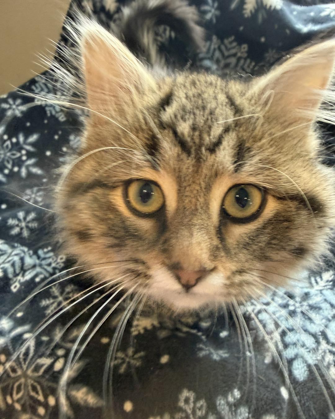 Enlarge Enys, a ADOPTABLE Domestic Long Hair in Richmond Dale, OH image 3/4