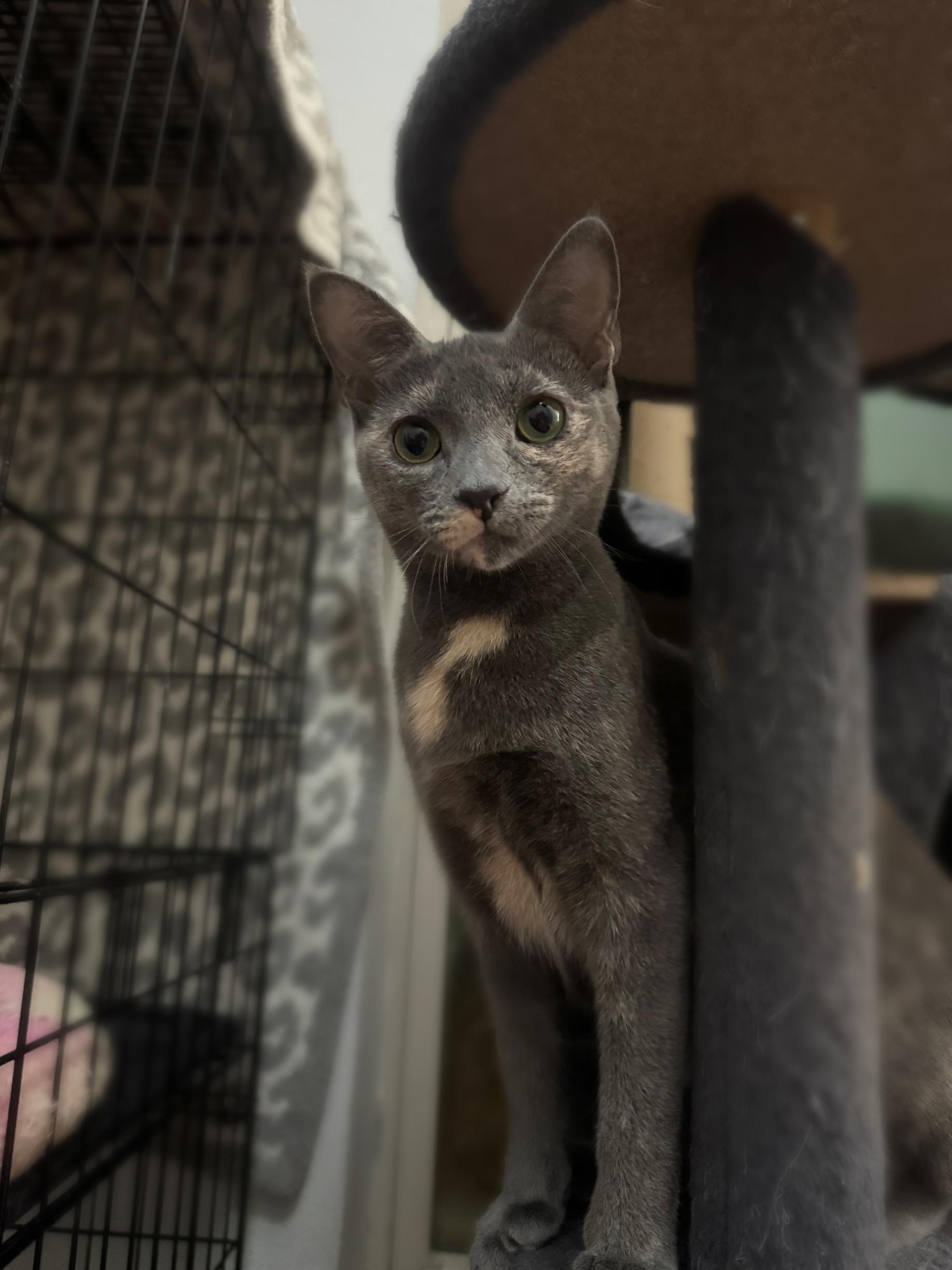 Marie, Adoptable, Young Female Domestic Short Hair.